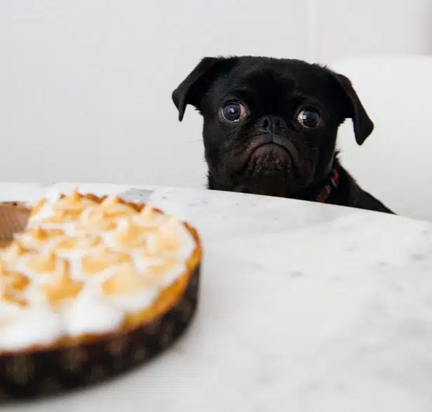 Nevermind cakes, did you know that some low-calorie, wholesome foods – like onions – can be toxic for pets too?