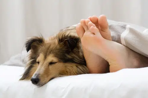 having your dog with you in bed can be a way to spend quality time together.