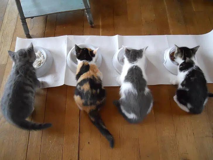 Kittens like these multi coloured ones eating from their bowls will likely have a cat desexing (spay and neuter) operation