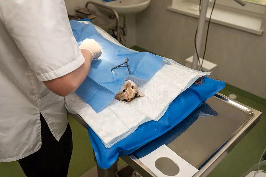 A cat spay and neuter (or cat desexing) operation, like what's happening here with this ginger cat on the vet surgeon's table, is a same day procedure