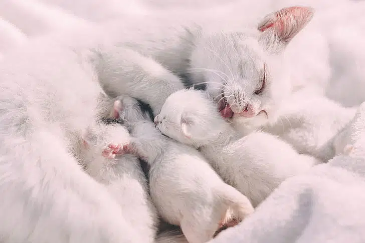 This white cats licking her new, suckling kittens did not undergo cat desexing