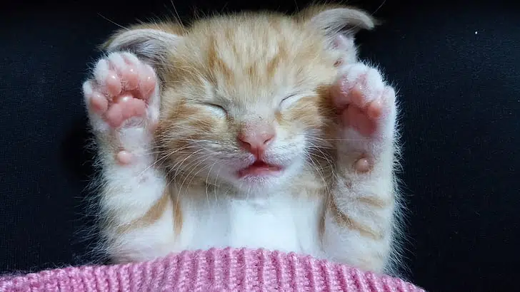 This ginger cat is covering its ears, wondering why desexing cats is a thing for humans. WHy do they want to spay and neuter?!