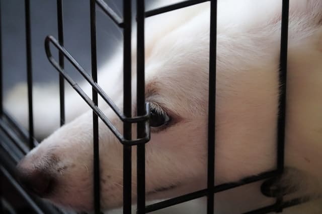 labrador in a cage belonging to a backyard breeding syndicate