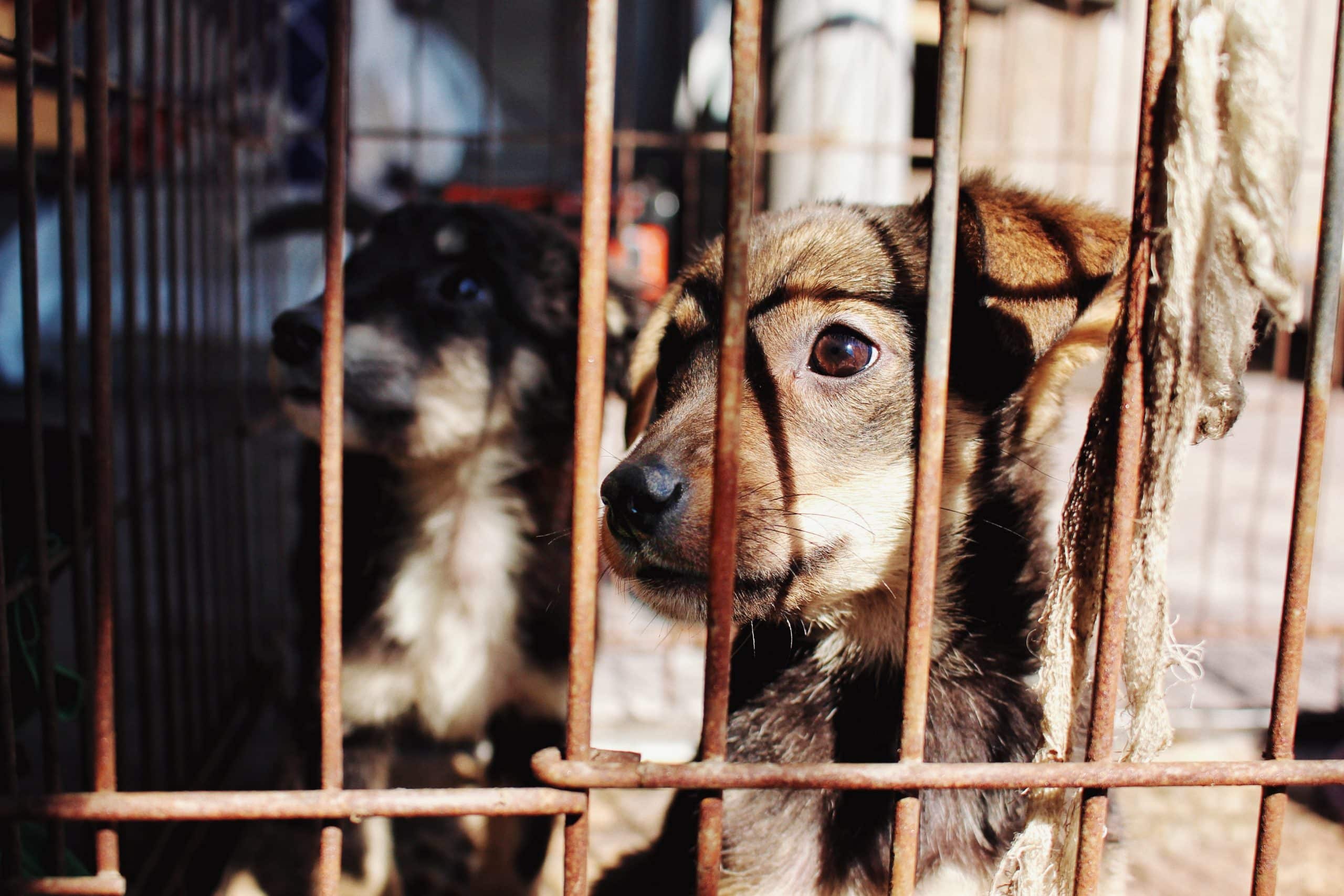 What Is The Difference Between Puppy Mills And Breeders