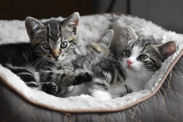 one or two kittens feature image
