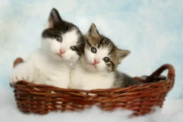 one or two kittens - two silver tabby in basket 