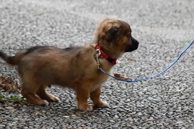 puppy walking on lead 