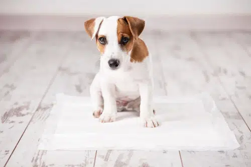 puppy being toilet trained