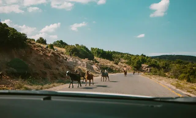 These horses can easily take fight, so slow down when you near them on a regional road.