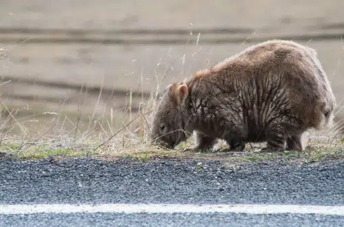 This wombat is grazing on the side of the road where it could be in danger from a passing car. 