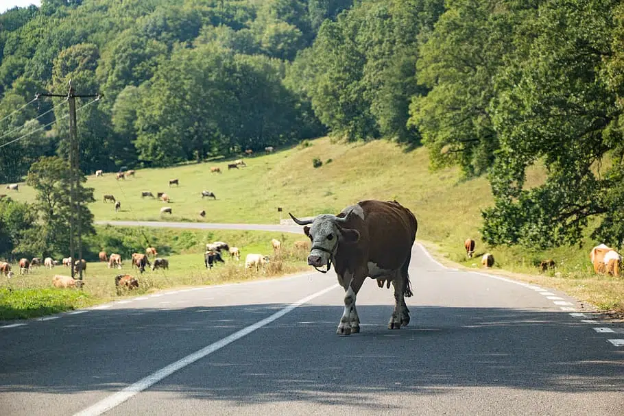Just this single bull could do significant damage if you collide with it whilst driving on regional roads. 