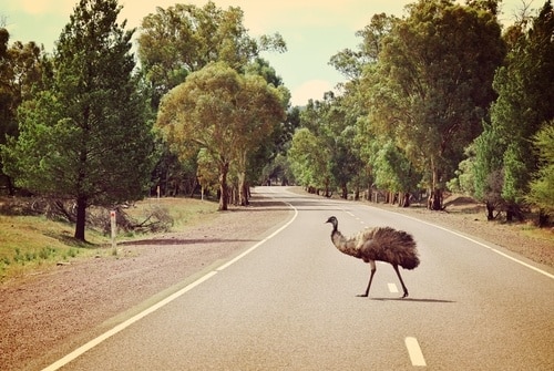 This emu can sprint up to 50kph. Consequently, an emu could suddenly appear in front of your car.