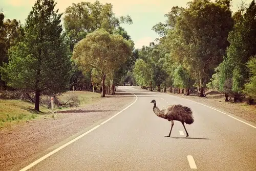 This emu can sprint up to 50kph. Consequently, an emu could suddenly appear in front of your car.