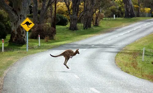 Kangaroos make up many of the animals on roads in Australia, as their population count means the ratio is two kangaroos to one person.
