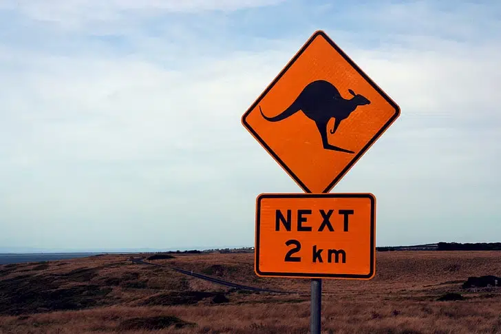 The population ratio of kangaroos to humans is two to one, making kangaroos the most likely animal on the road you'll see when driving regionally.