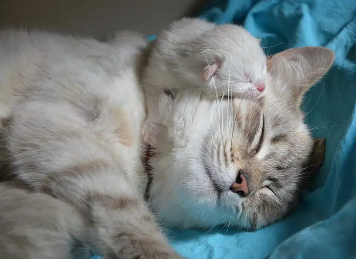 This mother and kitten are practicing the cat's purr that shows love, security and keeps them together.