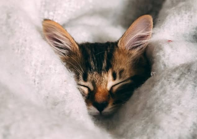 This cat’s purr is sign of happiness.