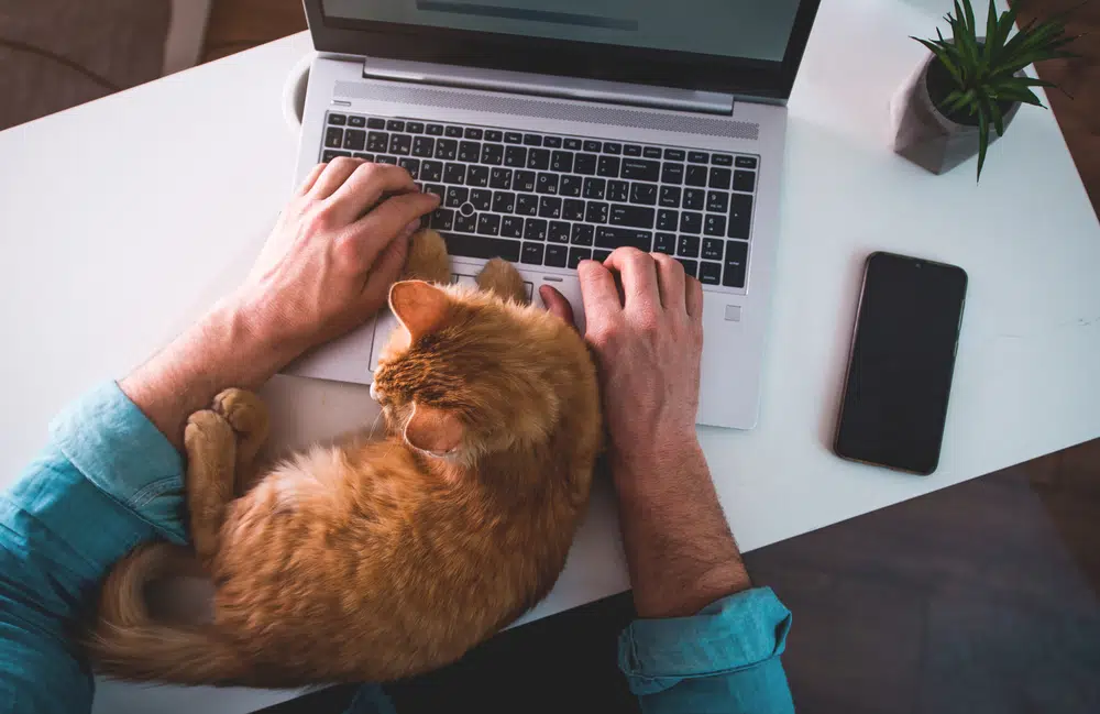 A man typing on a laptop with a cat on his lap while working on his most read blog.