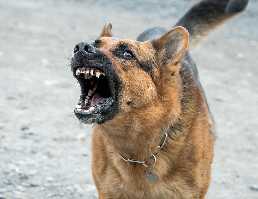 This dog is more likely to attack because it's been abused and neglected in the past. It will need to have training to recover.