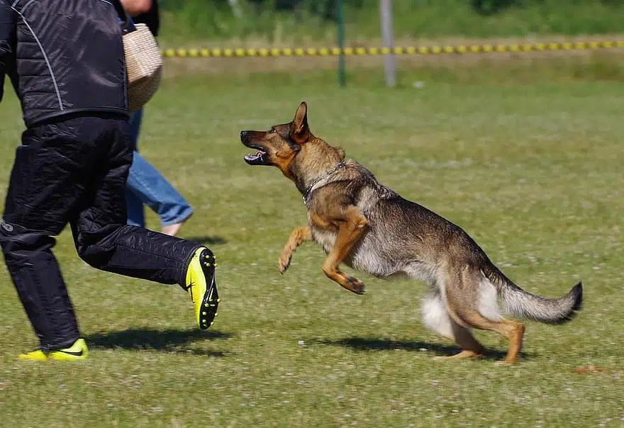 This is a guard dog, trained to attack intruders.