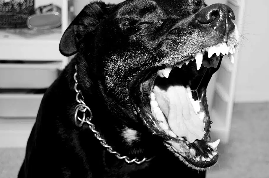 Some breeds of dog have historically been bred for their defensive and fighting characteristics.