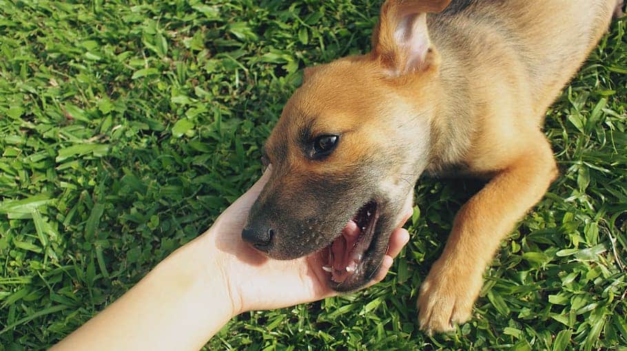 This puppy needs to be taught biting (even playfully) is a no no, or it can lead to dog attacks down the line.
