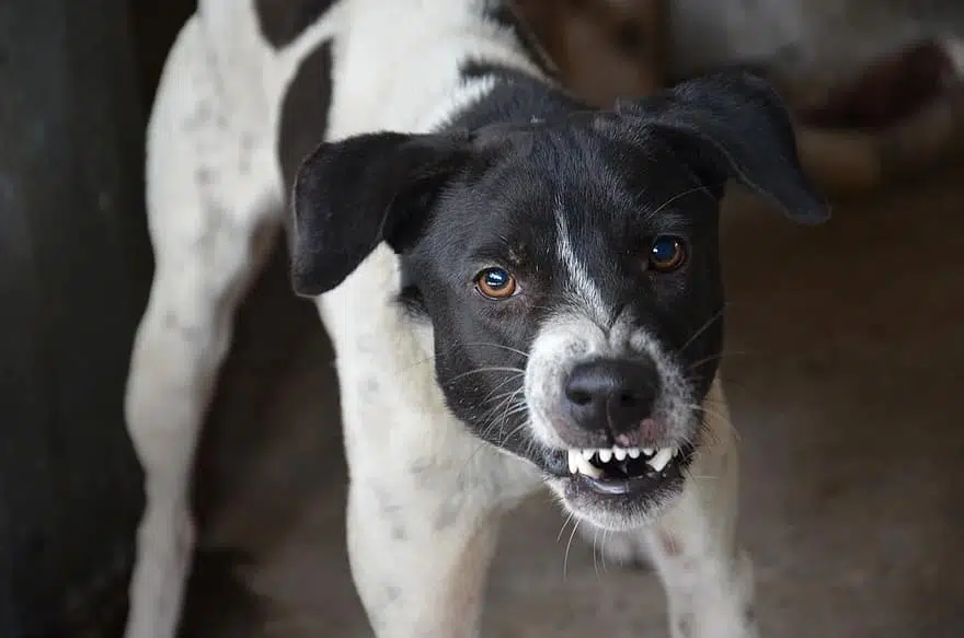 If this dog attacks, its important to try uncover what the catalyst is.