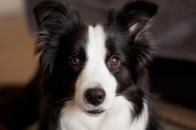 This is Australia's fifth most popular dog breed - the Border Collie.