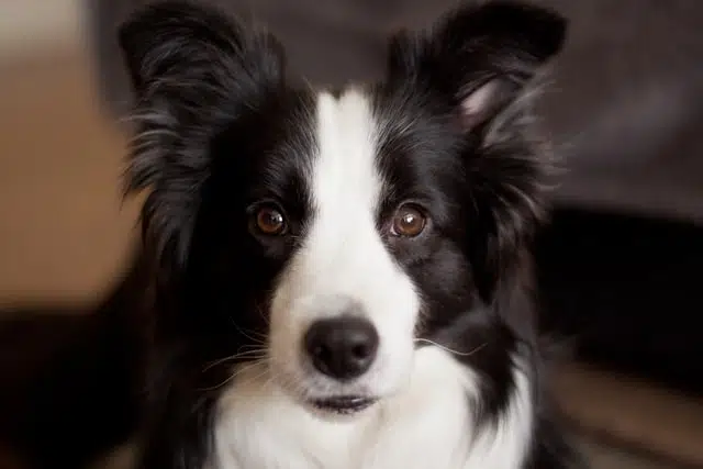 One of the most popular dog breeds in Australia, this Border Collie dog belongs to the working dog breeds group.