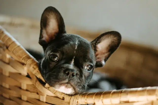 One of the most popular dog breeds in Australia, this French bulldog belongs to the non-sporting dog breeds group.