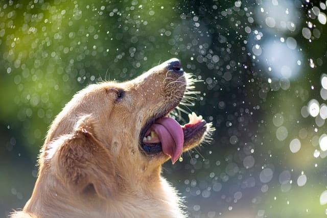 The Golden Retriever is one of Australia's most loved dog breeds.