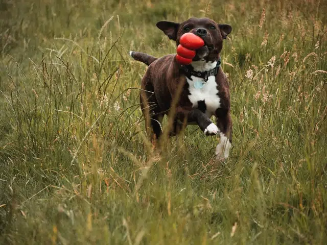 One of Australia's favourite dog breeds, a Staffordshire Bull Terrier plays with a dog toy.