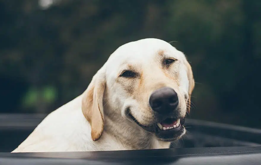Here's a smiling Labrador Retriever, one of Australia's favourite dog breeds.