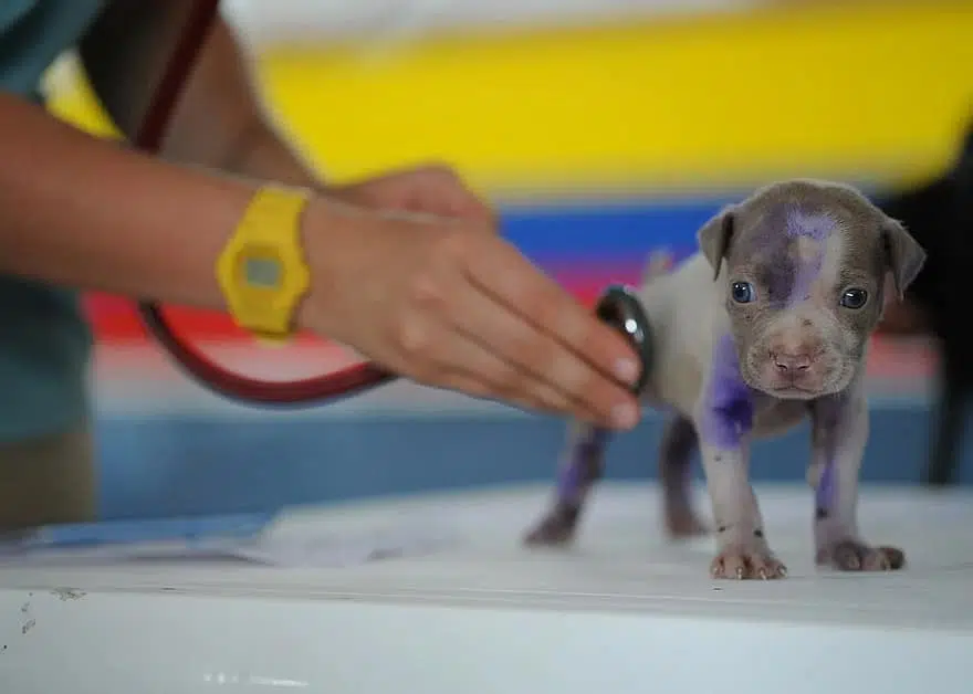 This puppy is having their vet check-up and a routine vaccination.
