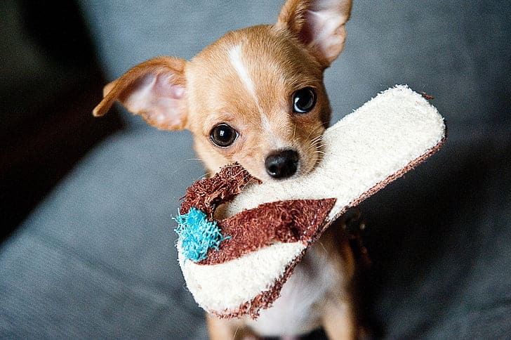 Pack away your shoes so pup doesn't use them as a chew toy.