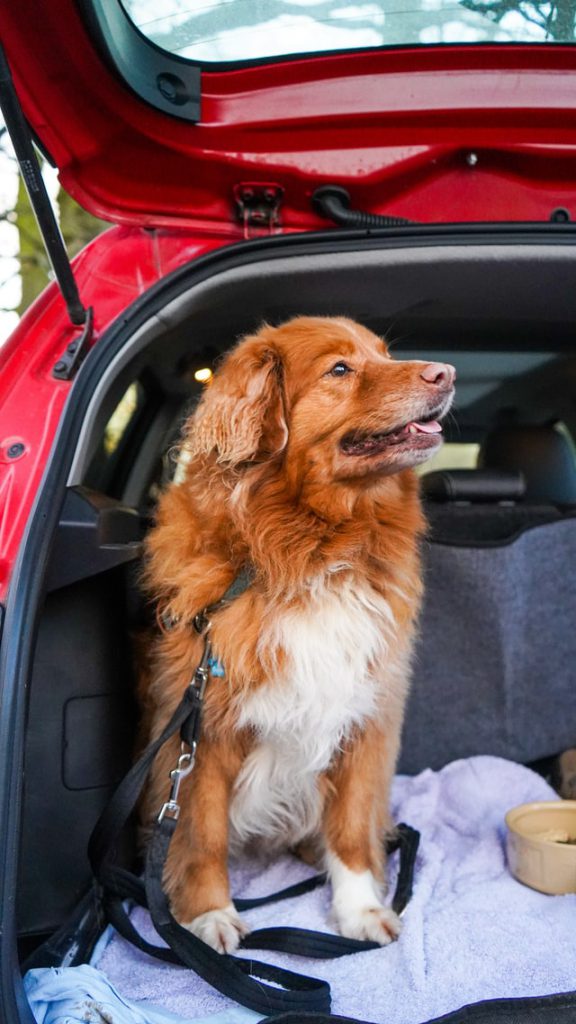 This pooch has just had a stop off for a toilet break on his Easter holiday road trip.