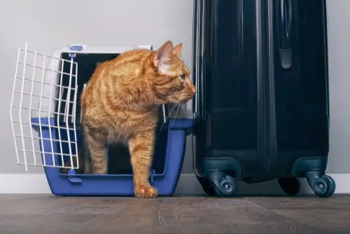 This cat has just come home from the airport after an Easter flight with its pet parent.