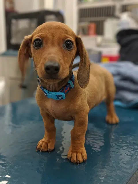 This puppy is having their pre-flight vet checkup to get their vaccinations, worm, flea, and tick treatments up to date.