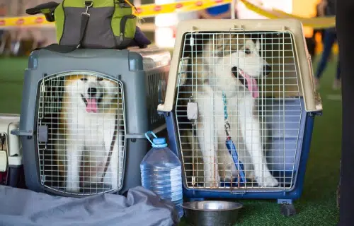 These two dogs are on their way to the airport for an Easter holiday, travelling by air.