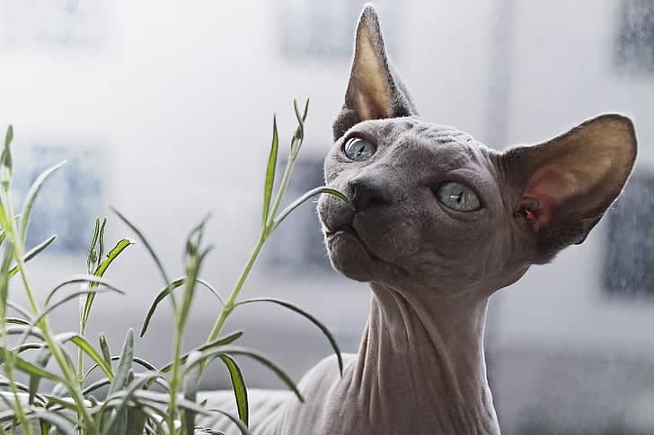 This Sphynx cat has sensitive skin which can sunburn easily, making it a good indoor cat.
