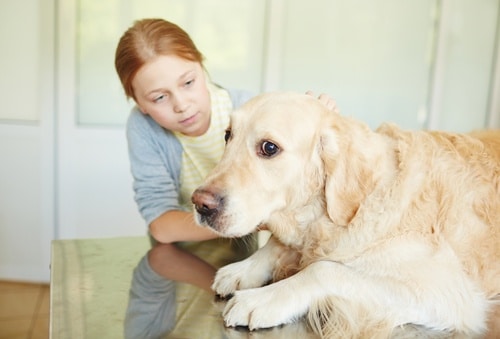 This pet parent is wondering "is my dog scared" and trying to decode her dog's body language and comfort him.