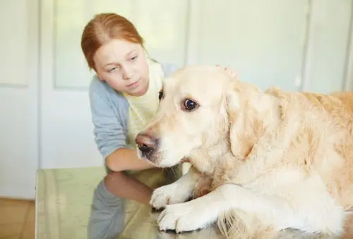 This pet parent is wondering "is my dog scared" and trying to decode her dog's body language and comfort him.