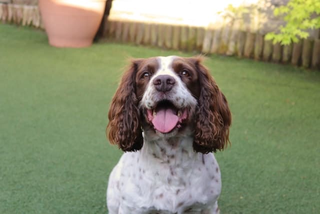 this springer spaniel is one of the kindest dog breeds you can find
