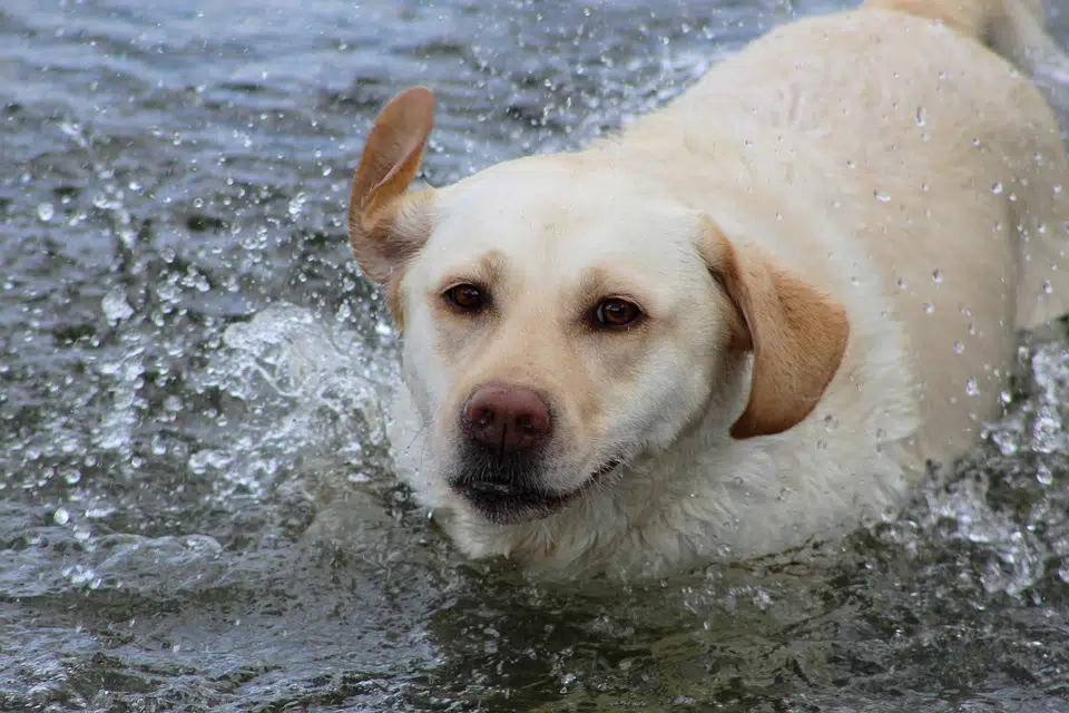 The Labrador Retriever is a powerful swimmer with a water-resistant coat. 