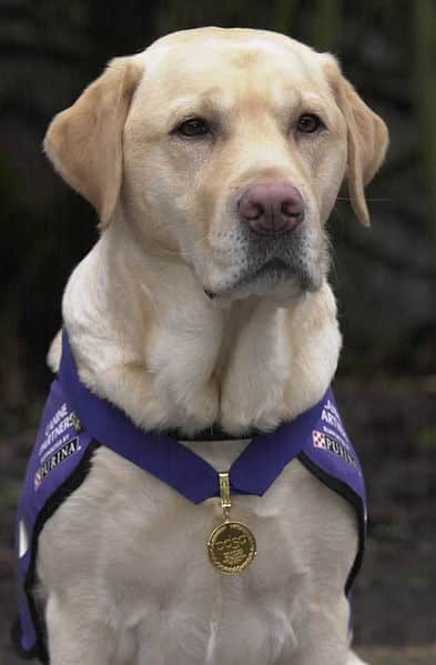 Endal is a Labrador Retriever who was awarded 10 medals, including Dog of the Millennium. 