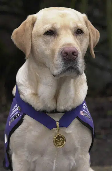 Endal is a Labrador Retriever who was awarded 10 medals, including Dog of the Millennium.