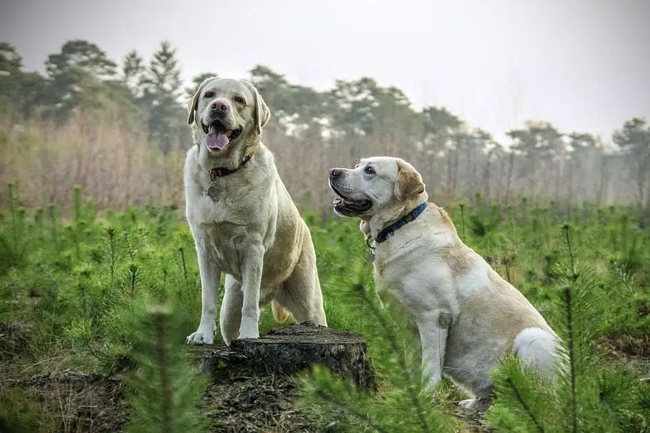 Labradors Retrievers are Australia’s top dog.