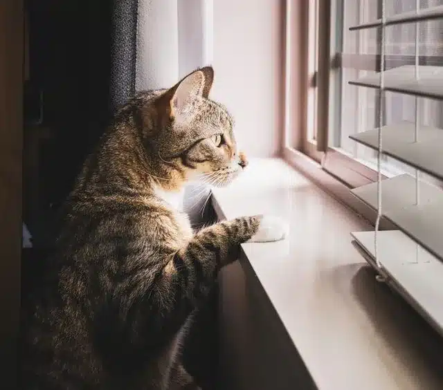 A tabby cat alone at home for two days, looking out a window.