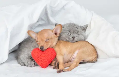 This pup and kitten are celebrating Love your Pet Day with an afternoon nap.