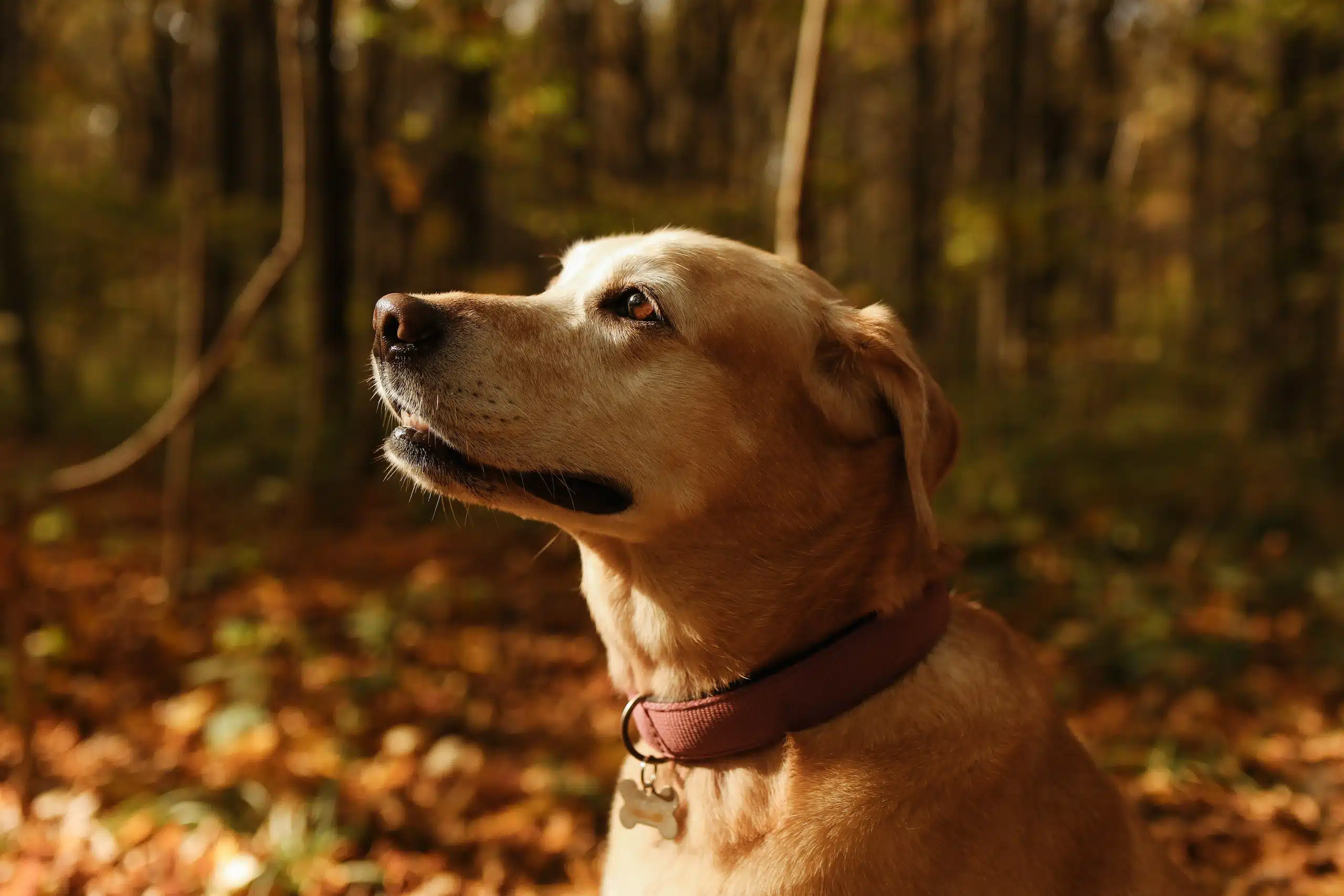 Introducing the most popular dog breed in Australia, this Labrador Retriever dog belongs to the Gundog group.